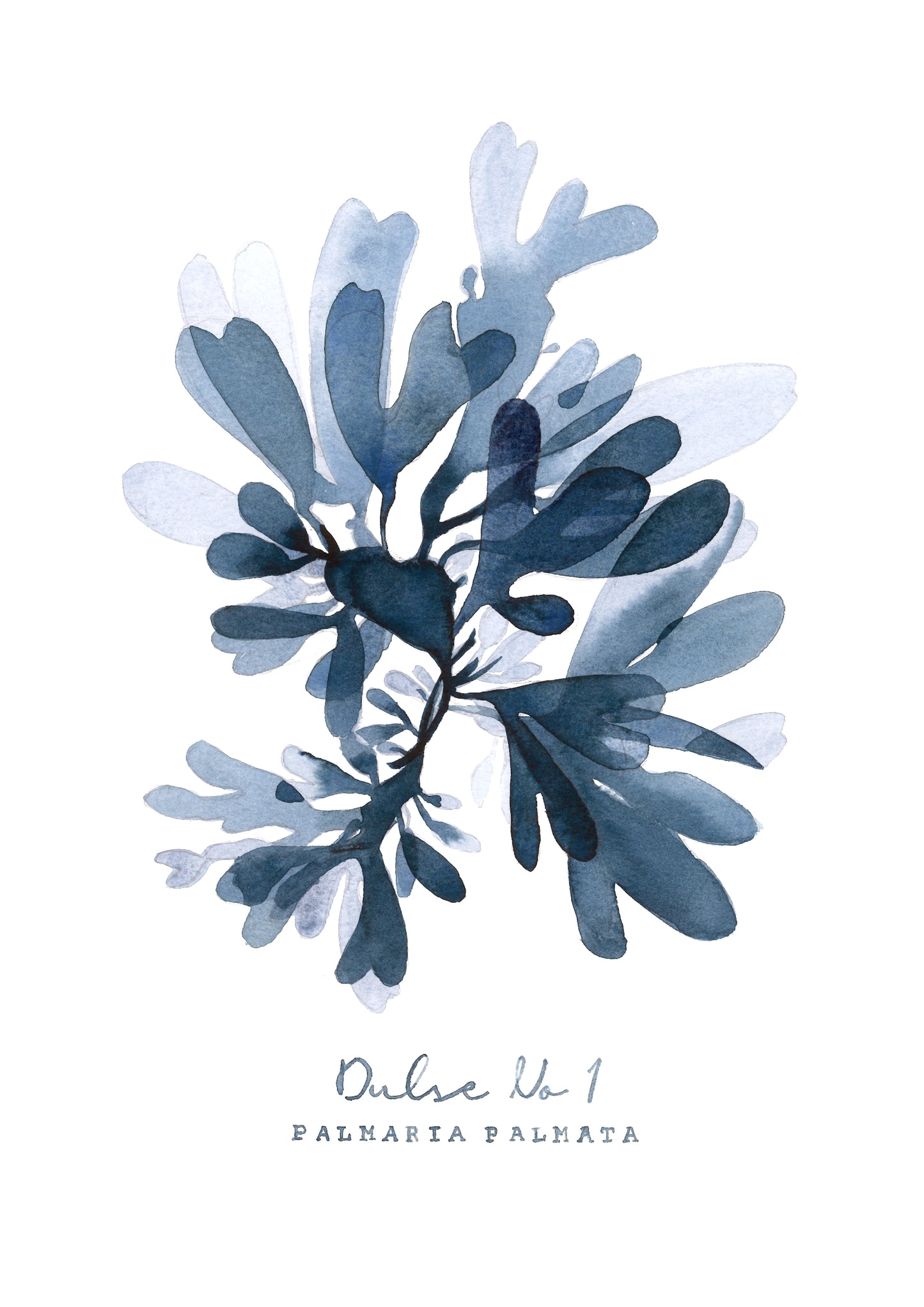 Dulse No 1 Seaweed series by Sarah Bell